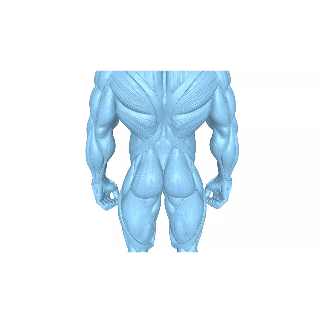 Detailed Human Muscle Anatomy 3D Model – Male Muscular System, FBX - View 15