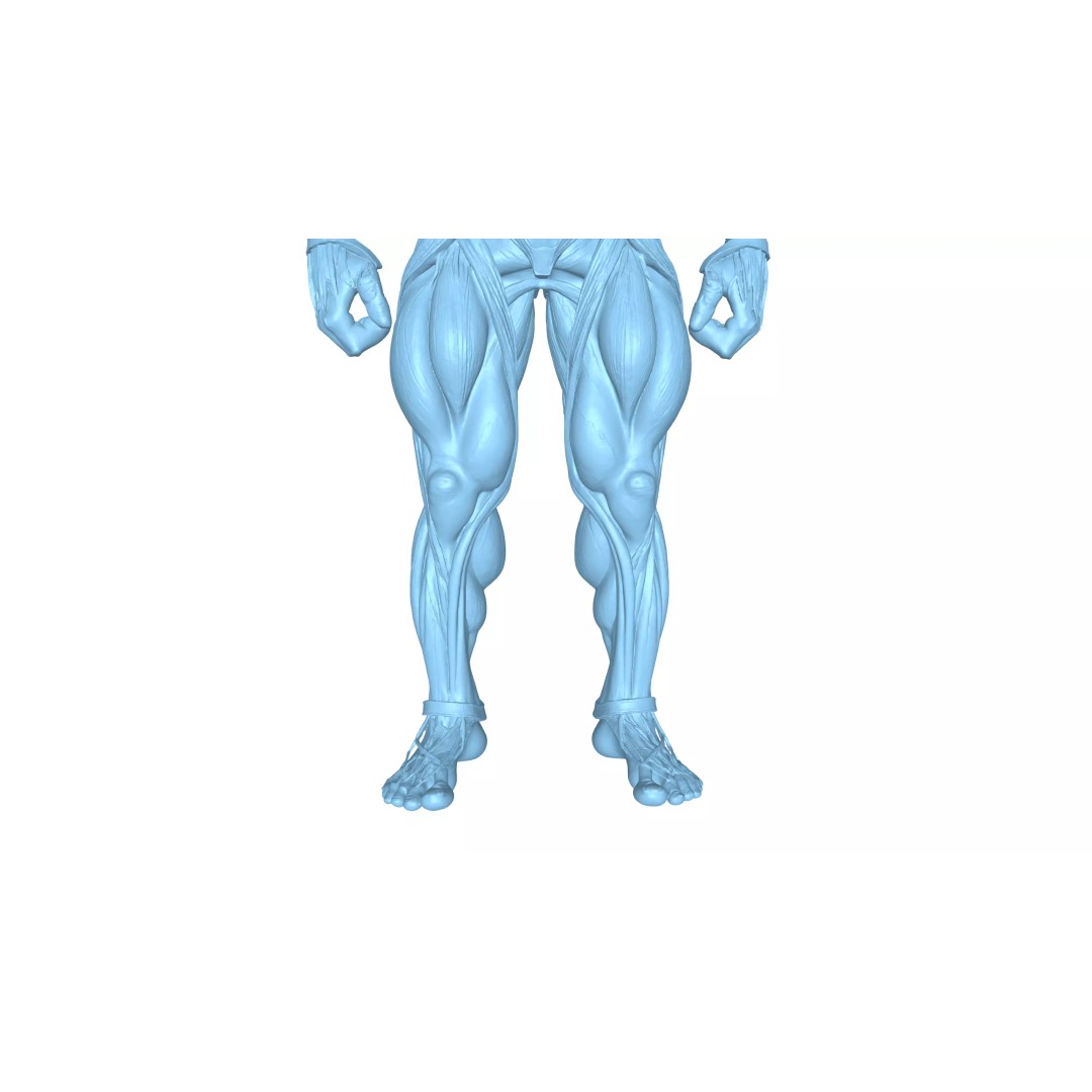 Detailed Human Muscle Anatomy 3D Model – Male Muscular System, FBX - View 16