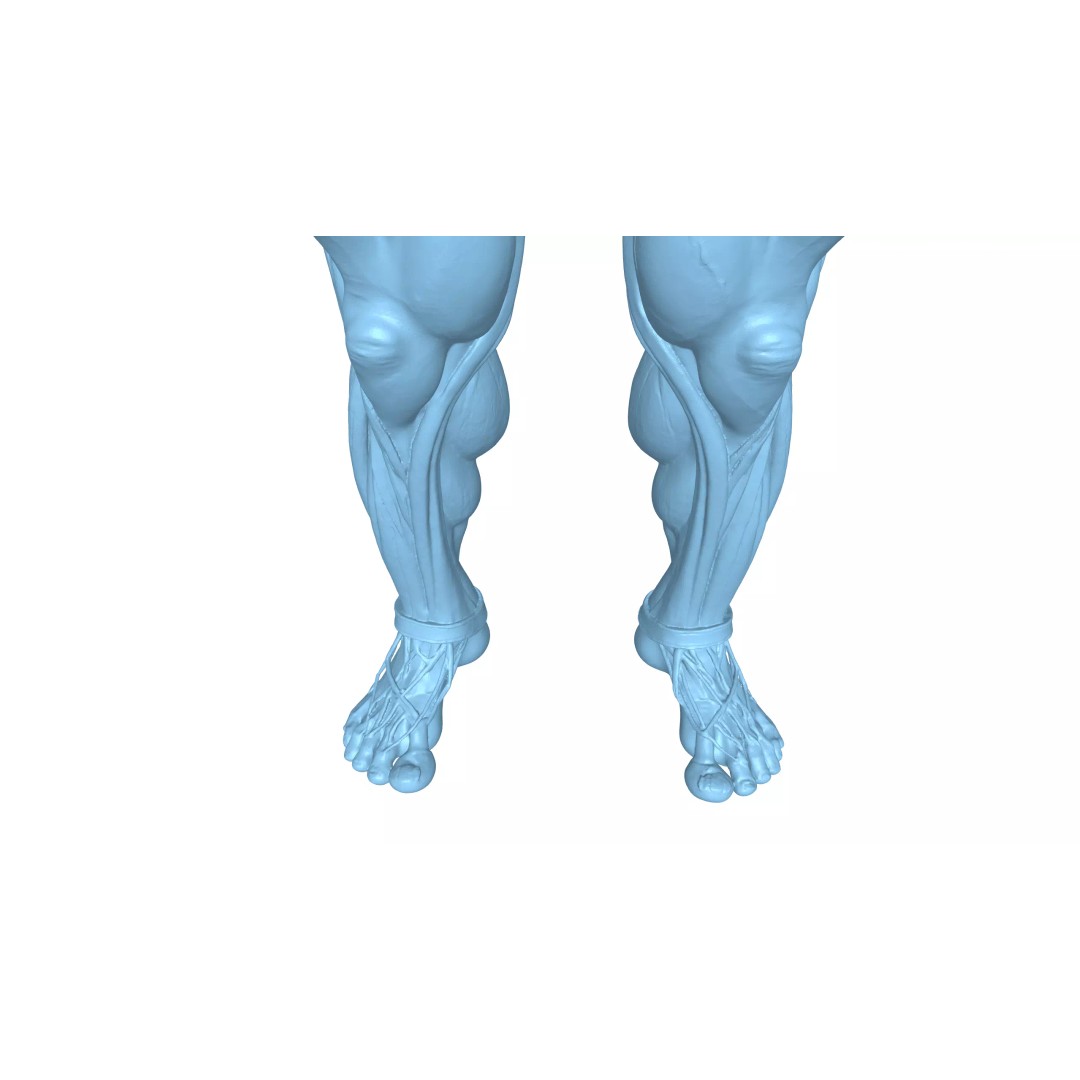 Detailed Human Muscle Anatomy 3D Model – Male Muscular System, FBX - View 17