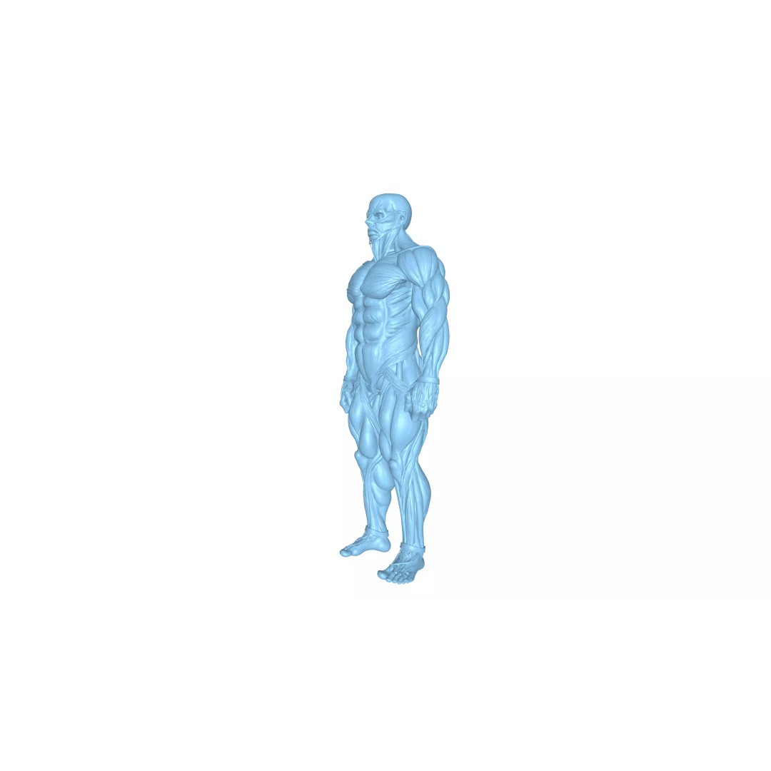 Detailed Human Muscle Anatomy 3D Model – Male Muscular System, FBX - View 18