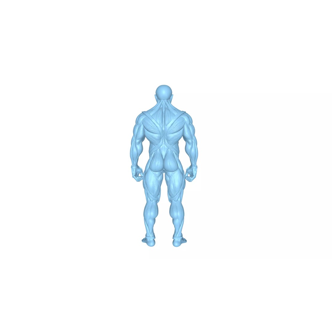 Detailed Human Muscle Anatomy 3D Model – Male Muscular System, FBX - View 19
