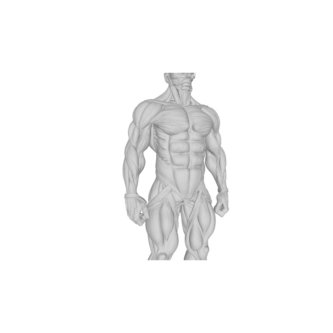 Detailed Human Muscle Anatomy 3D Model – Male Muscular System, FBX - View 20