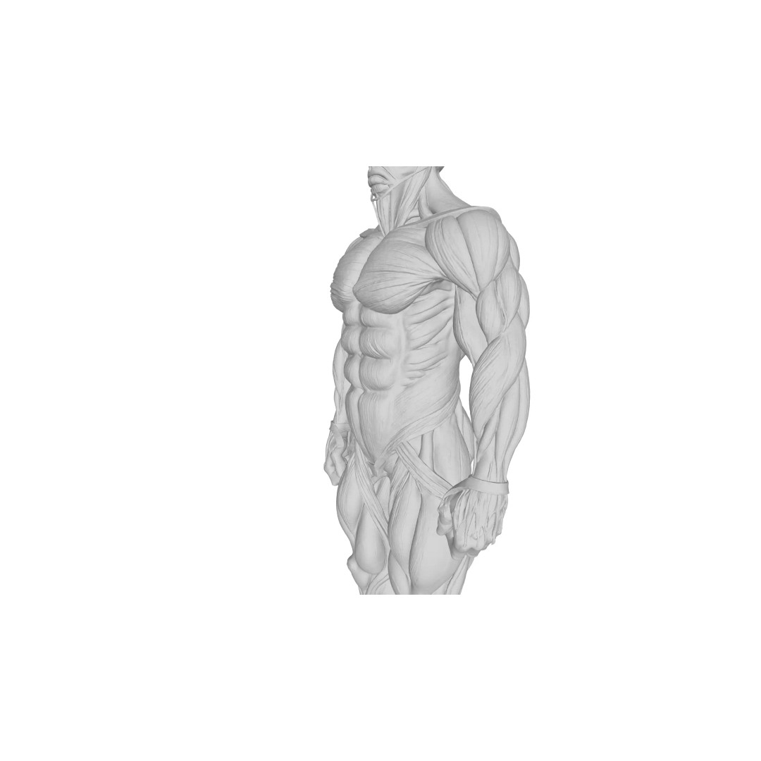 Detailed Human Muscle Anatomy 3D Model – Male Muscular System, FBX - View 21