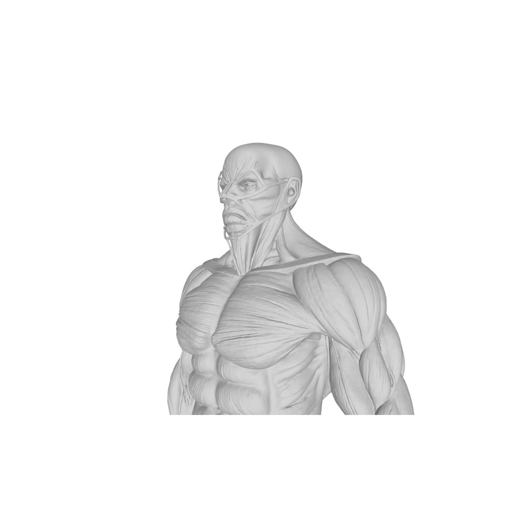 Detailed Human Muscle Anatomy 3D Model – Male Muscular System, FBX - View 22