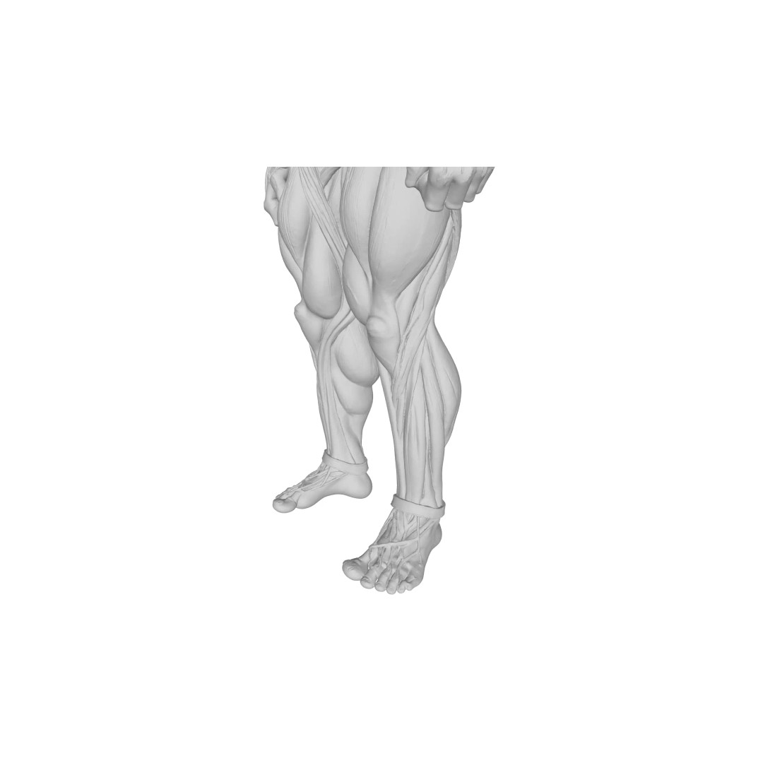 Detailed Human Muscle Anatomy 3D Model – Male Muscular System, FBX - View 23