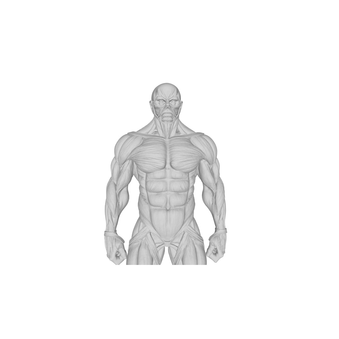 Detailed Human Muscle Anatomy 3D Model – Male Muscular System, FBX - View 24