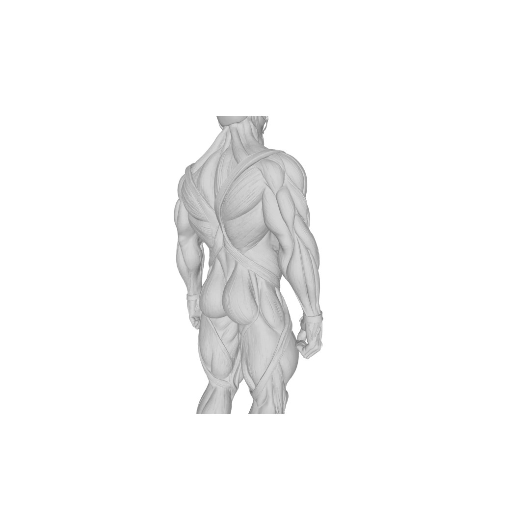 Detailed Human Muscle Anatomy 3D Model – Male Muscular System, FBX - View 25