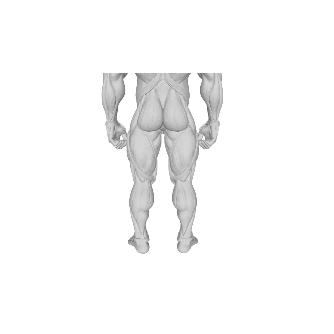 Detailed Human Muscle Anatomy 3D Model – Male Muscular System, FBX - View 26