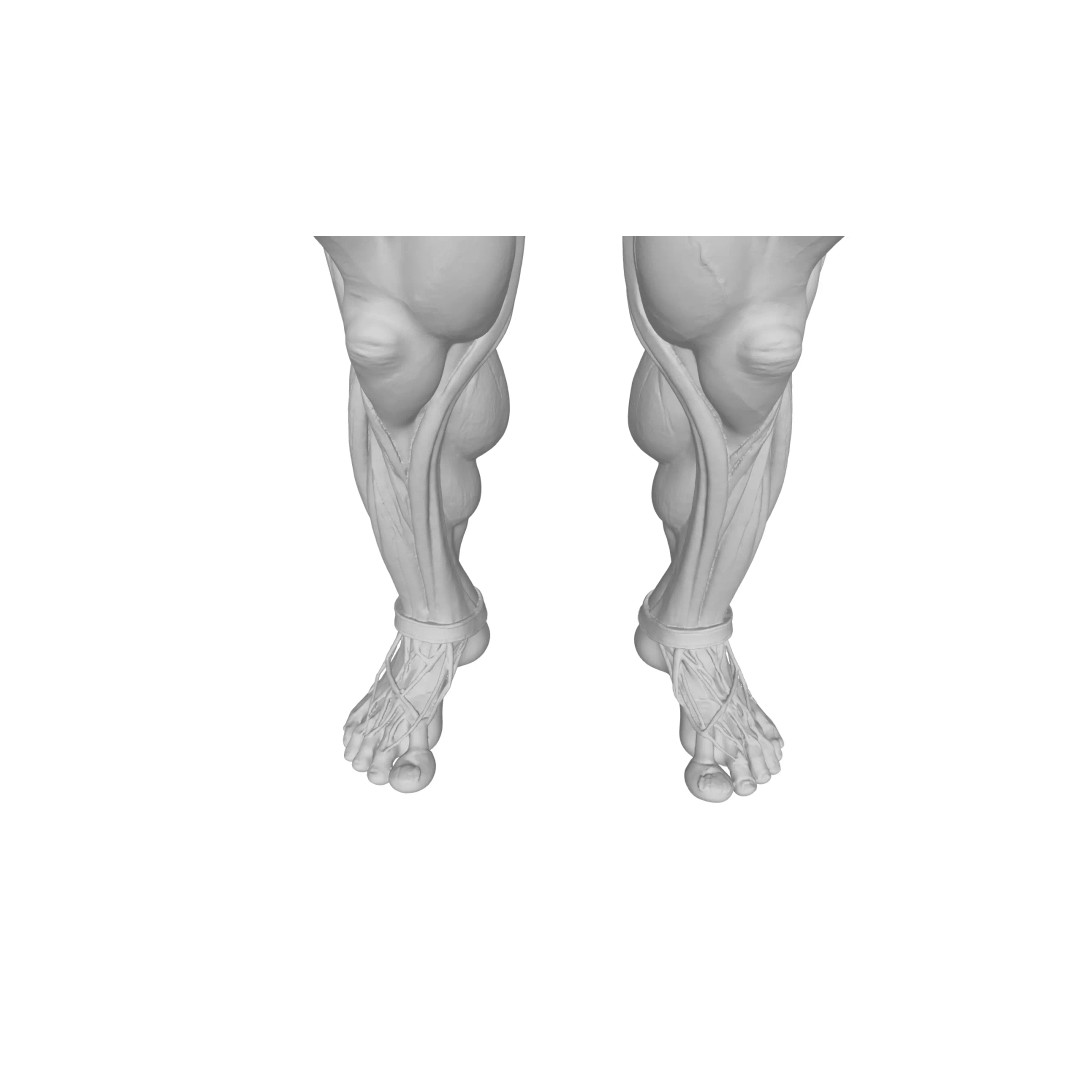 Detailed Human Muscle Anatomy 3D Model – Male Muscular System, FBX - View 27