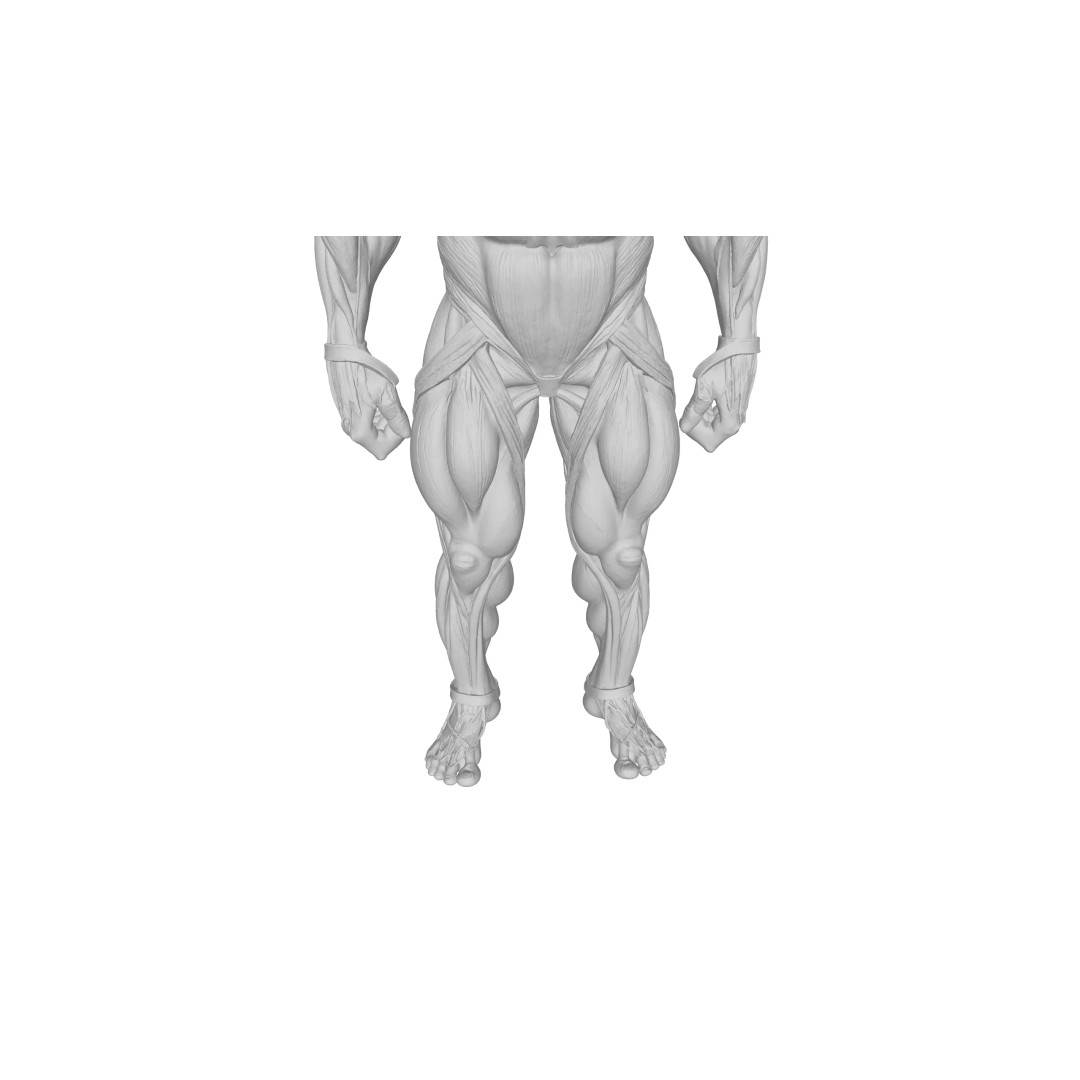 Detailed Human Muscle Anatomy 3D Model – Male Muscular System, FBX - View 28