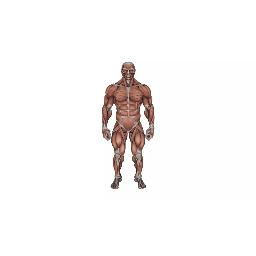 Detailed Human Muscle Anatomy 3D Model – Male Muscular System, FBX - View 4