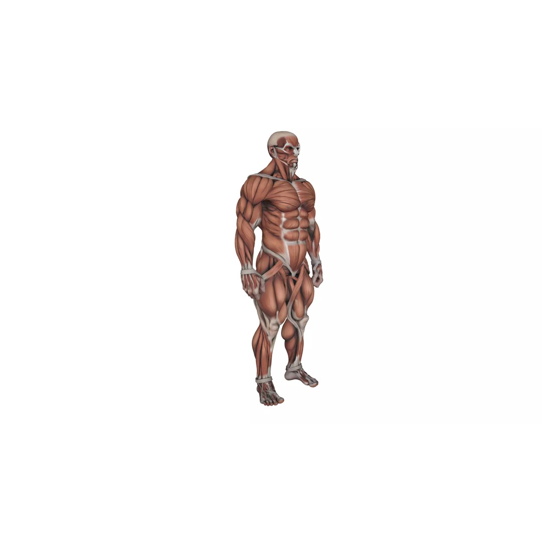 Detailed Human Muscle Anatomy 3D Model – Male Muscular System, FBX - View 5