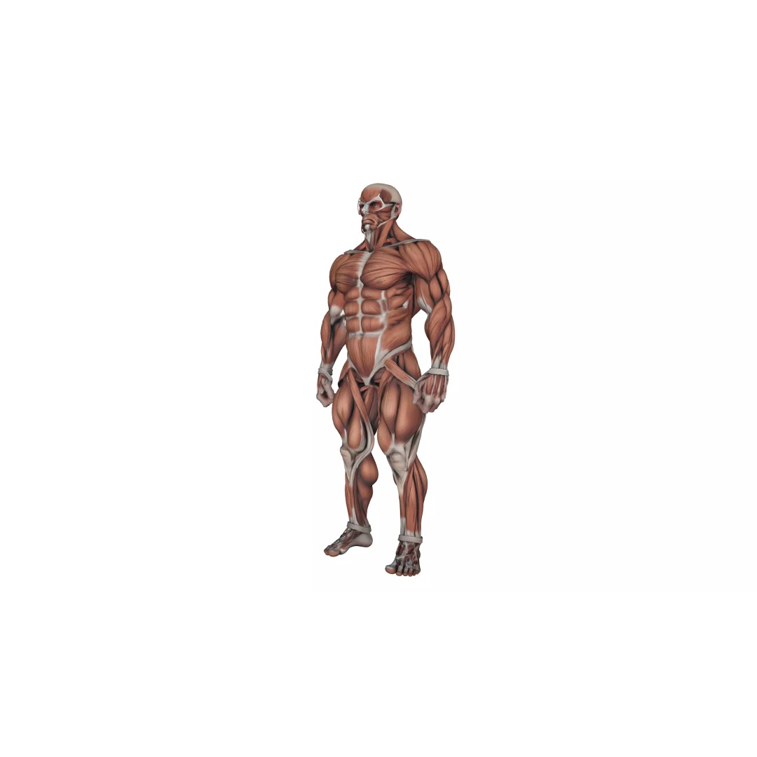 Detailed Human Muscle Anatomy 3D Model – Male Muscular System, FBX - View 6