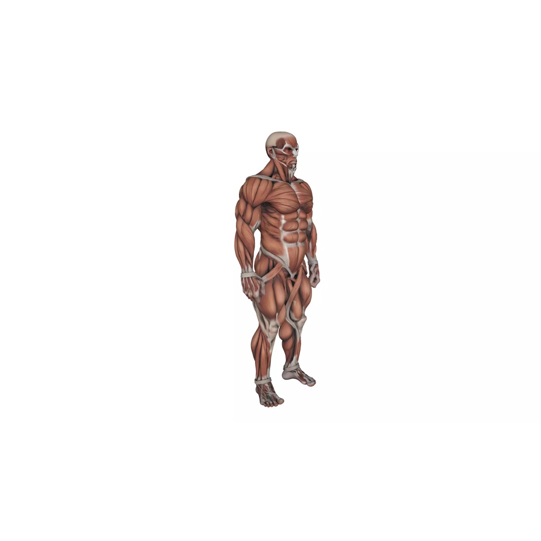Detailed Human Muscle Anatomy 3D Model – Male Muscular System, FBX - View 7