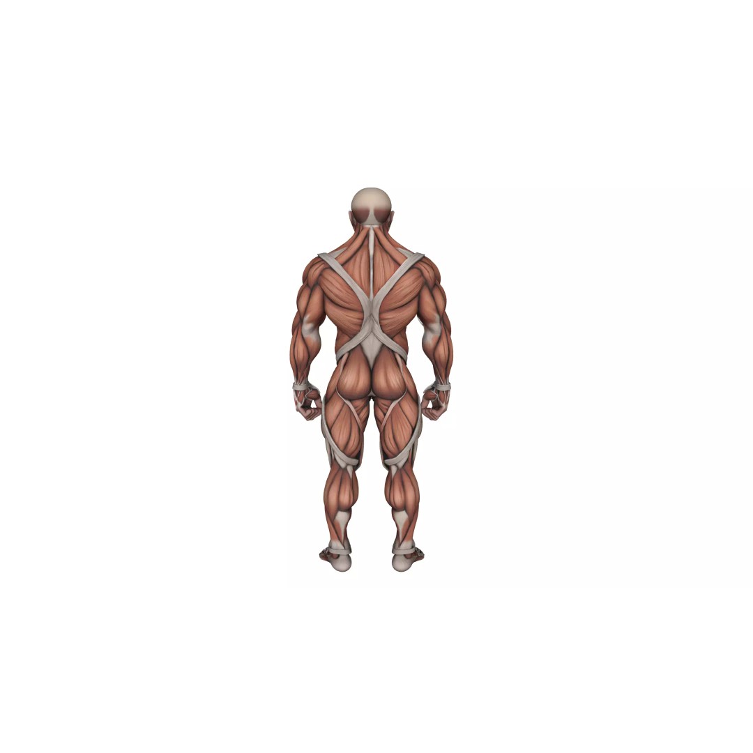 Detailed Human Muscle Anatomy 3D Model – Male Muscular System, FBX - View 8