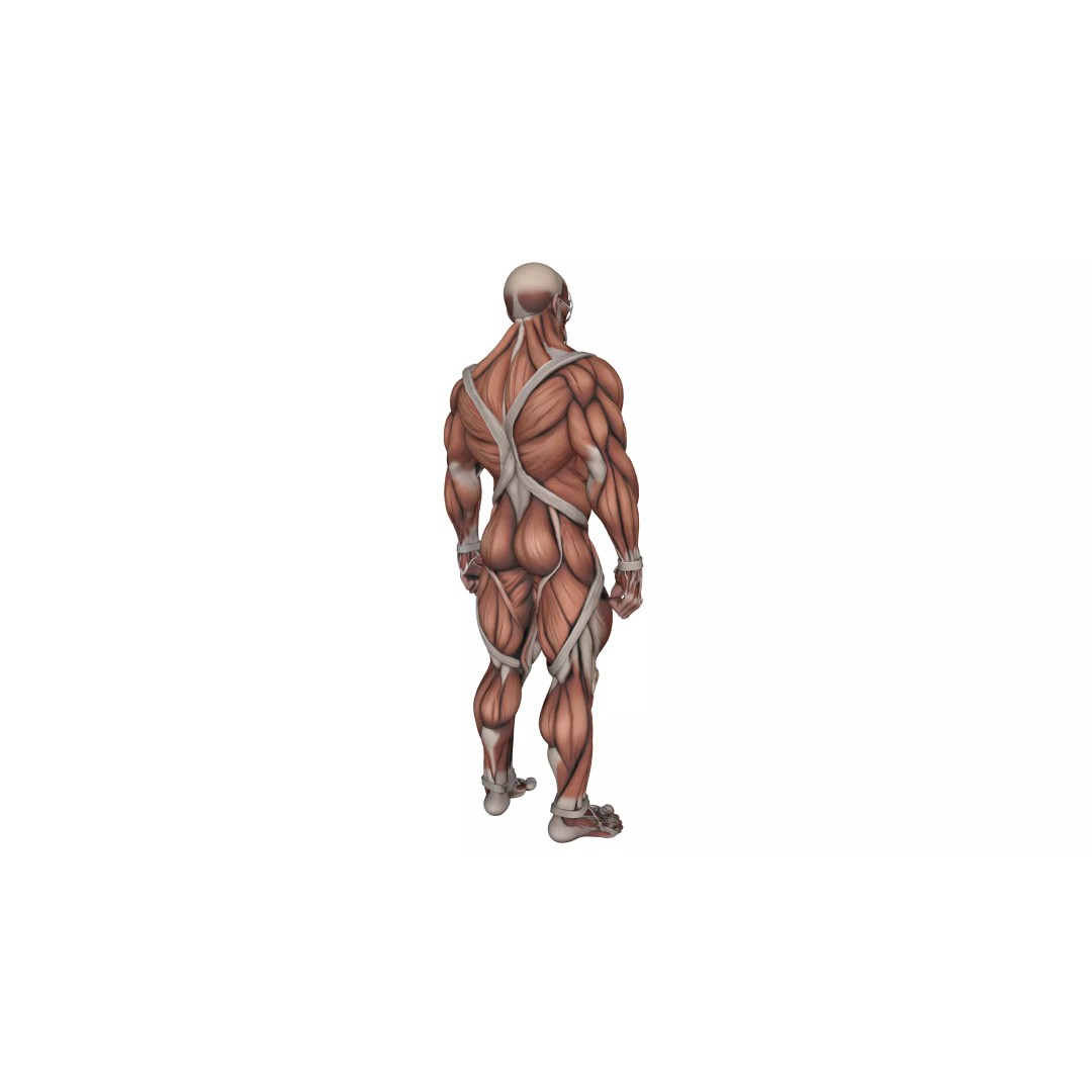 Detailed Human Muscle Anatomy 3D Model – Male Muscular System, FBX - View 9
