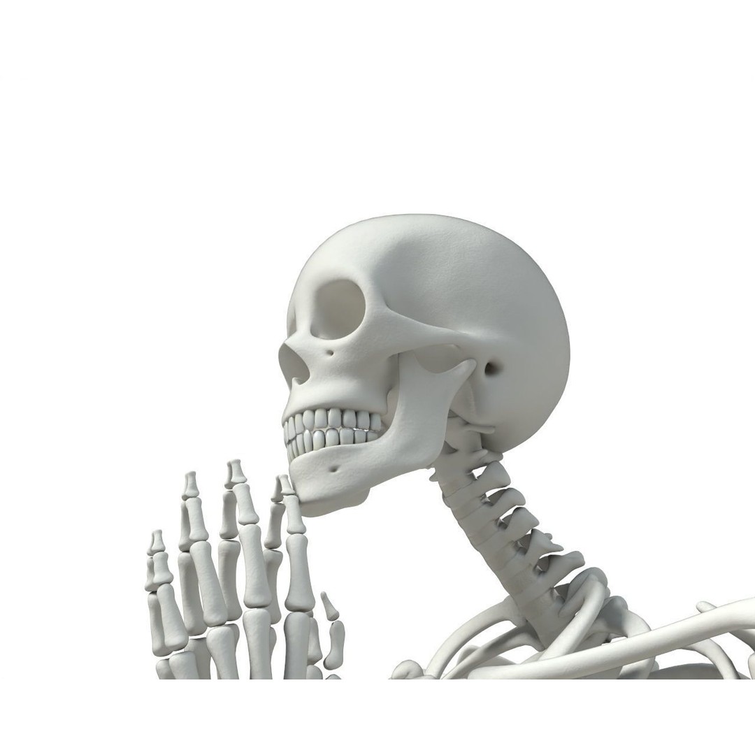 Human Skeleton 3D Model – Low Poly Character Anatomy, FBX