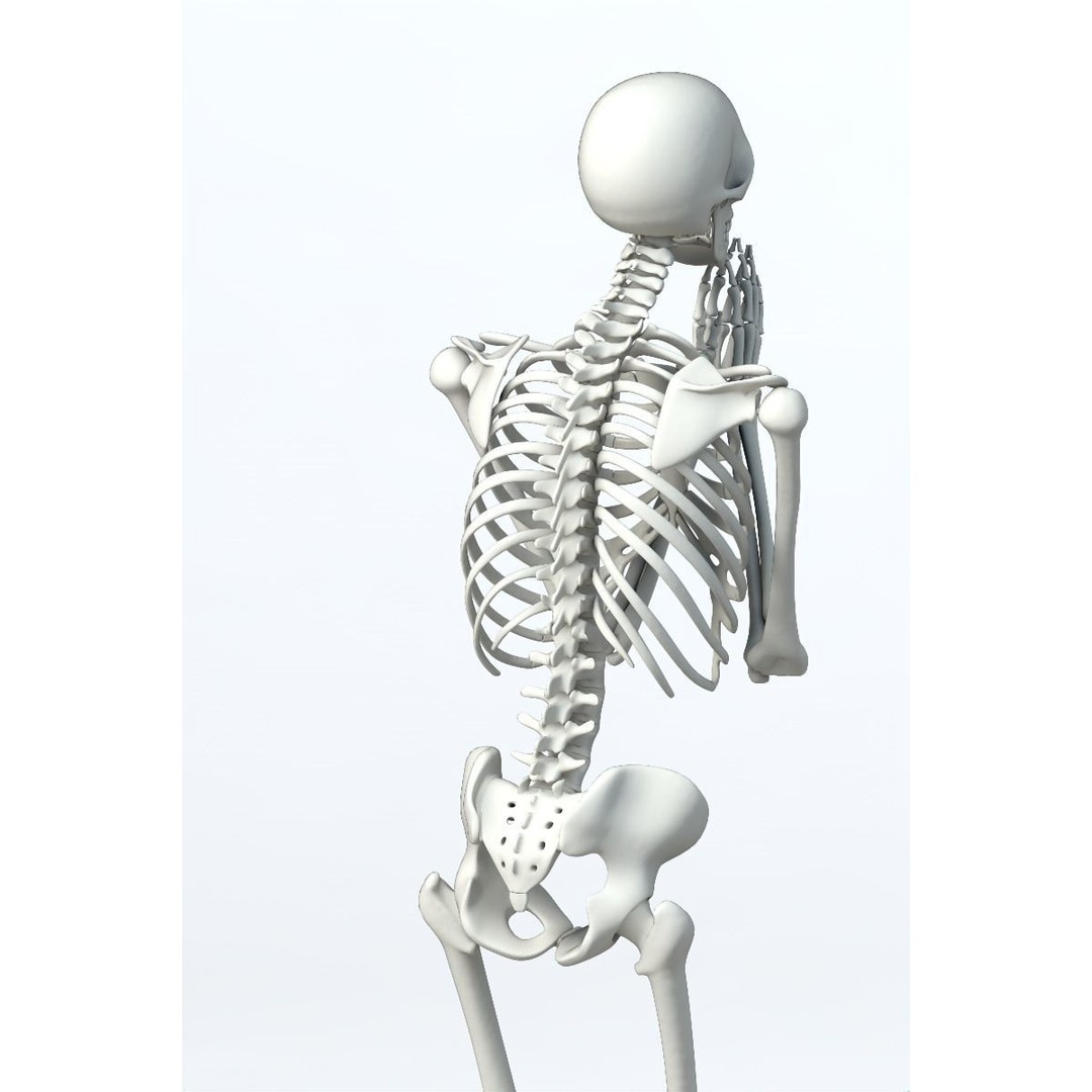 Human Skeleton 3D Model – Low Poly Character Anatomy, FBX - View 10