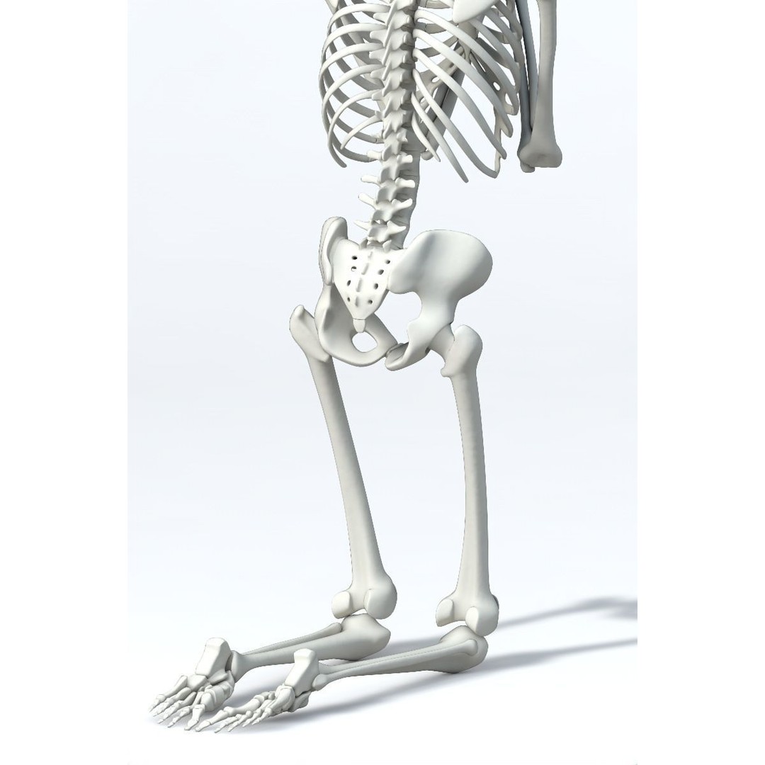 Human Skeleton 3D Model – Low Poly Character Anatomy, FBX - View 11