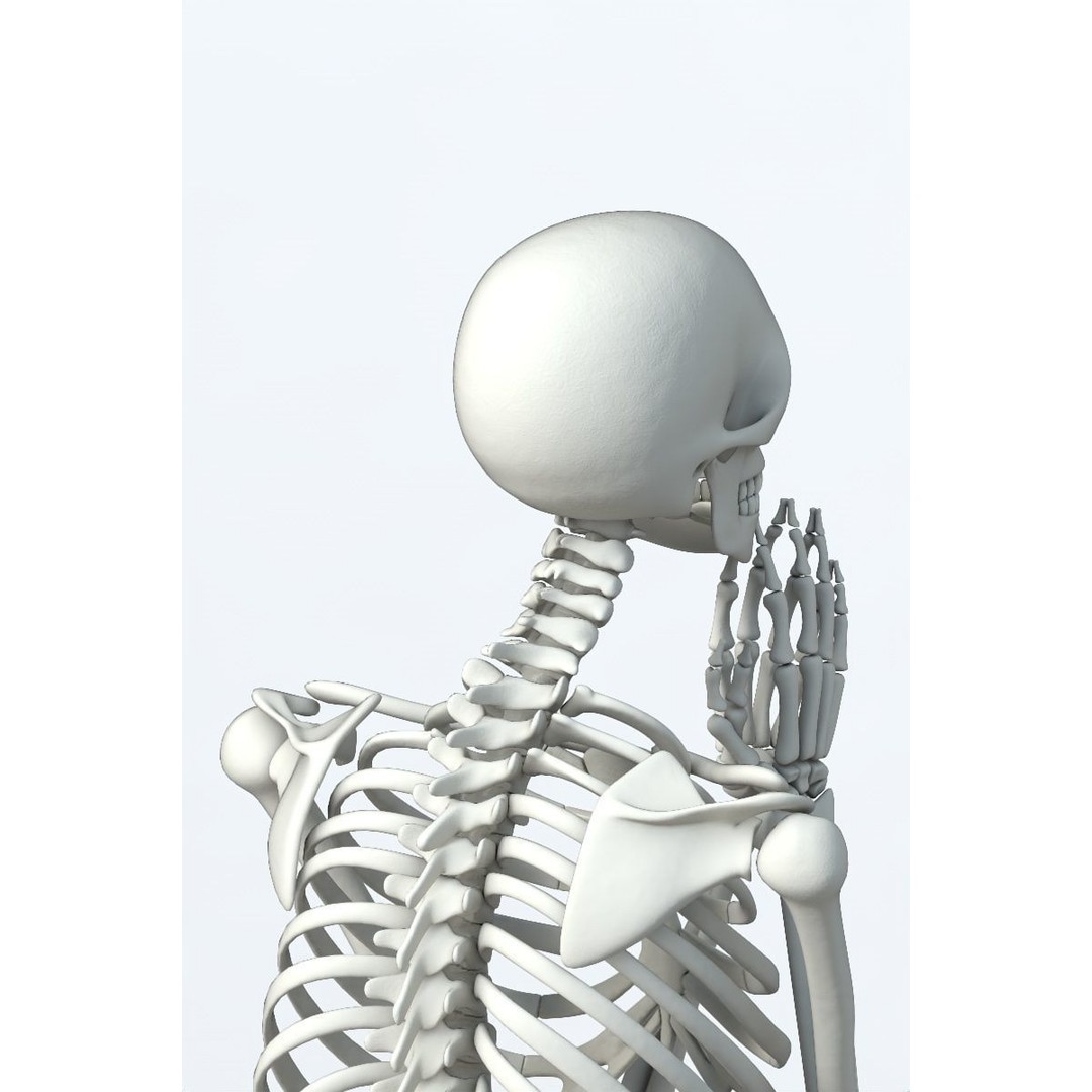 Human Skeleton 3D Model – Low Poly Character Anatomy, FBX - View 12