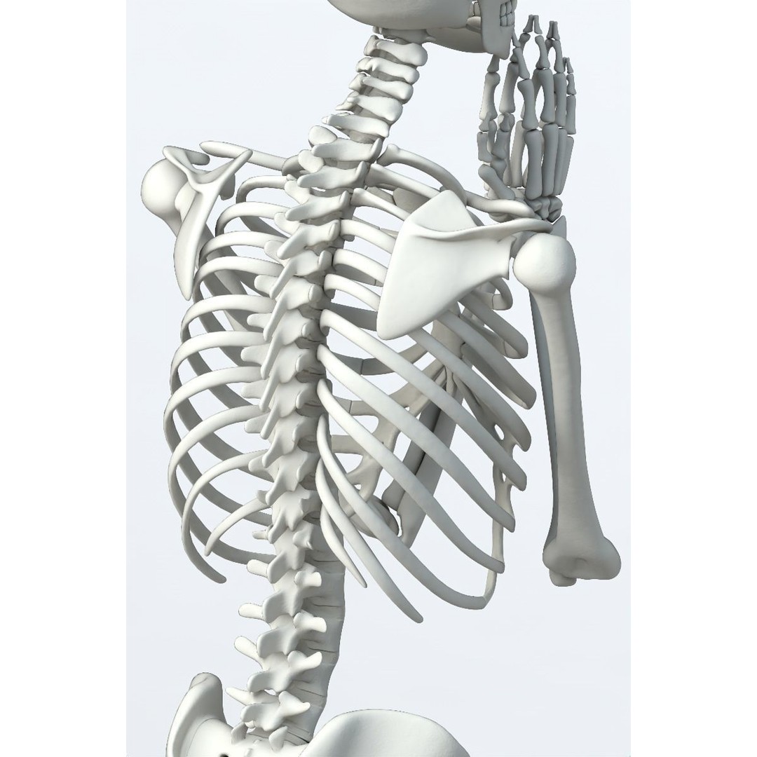 Human Skeleton 3D Model – Low Poly Character Anatomy, FBX - View 13