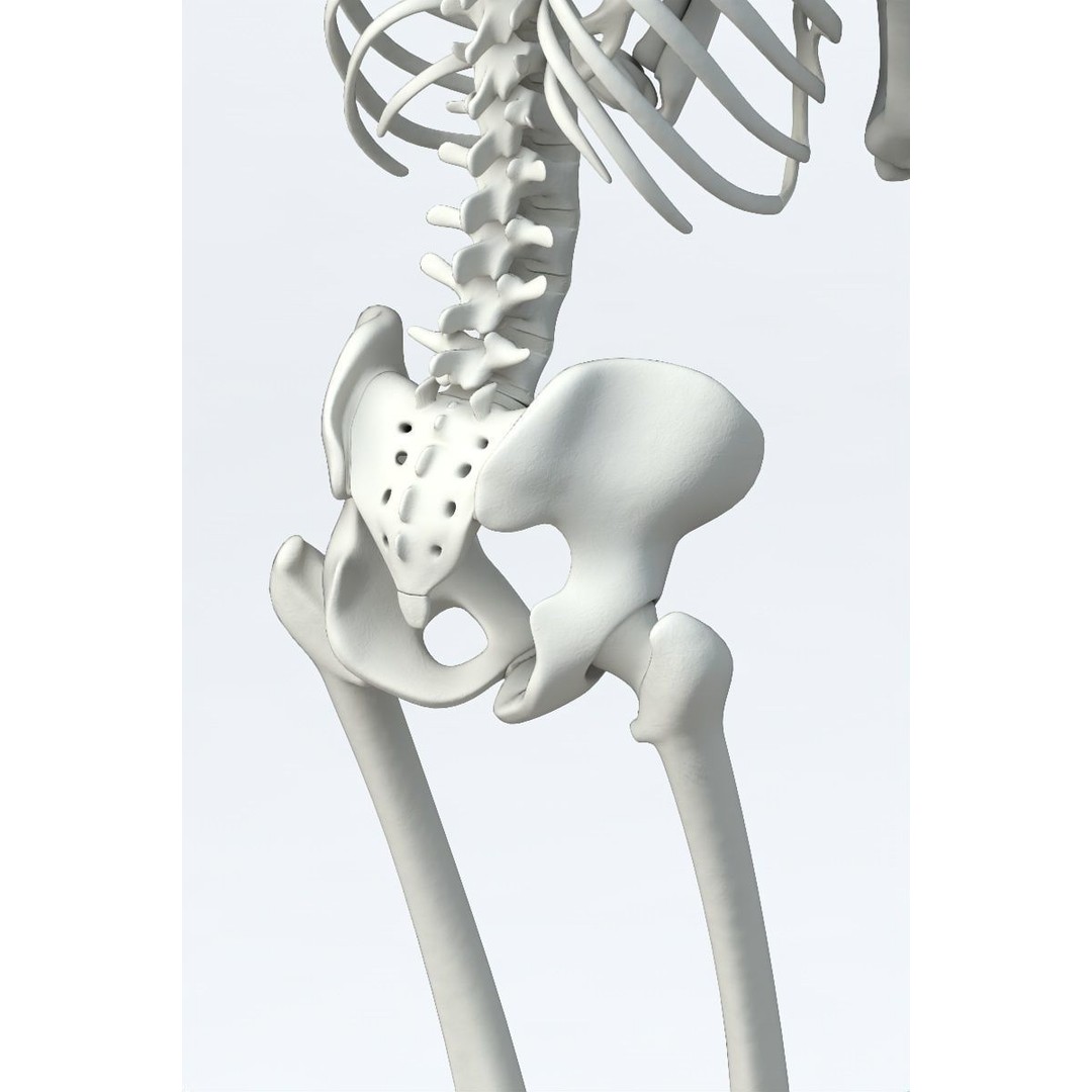 Human Skeleton 3D Model – Low Poly Character Anatomy, FBX - View 14