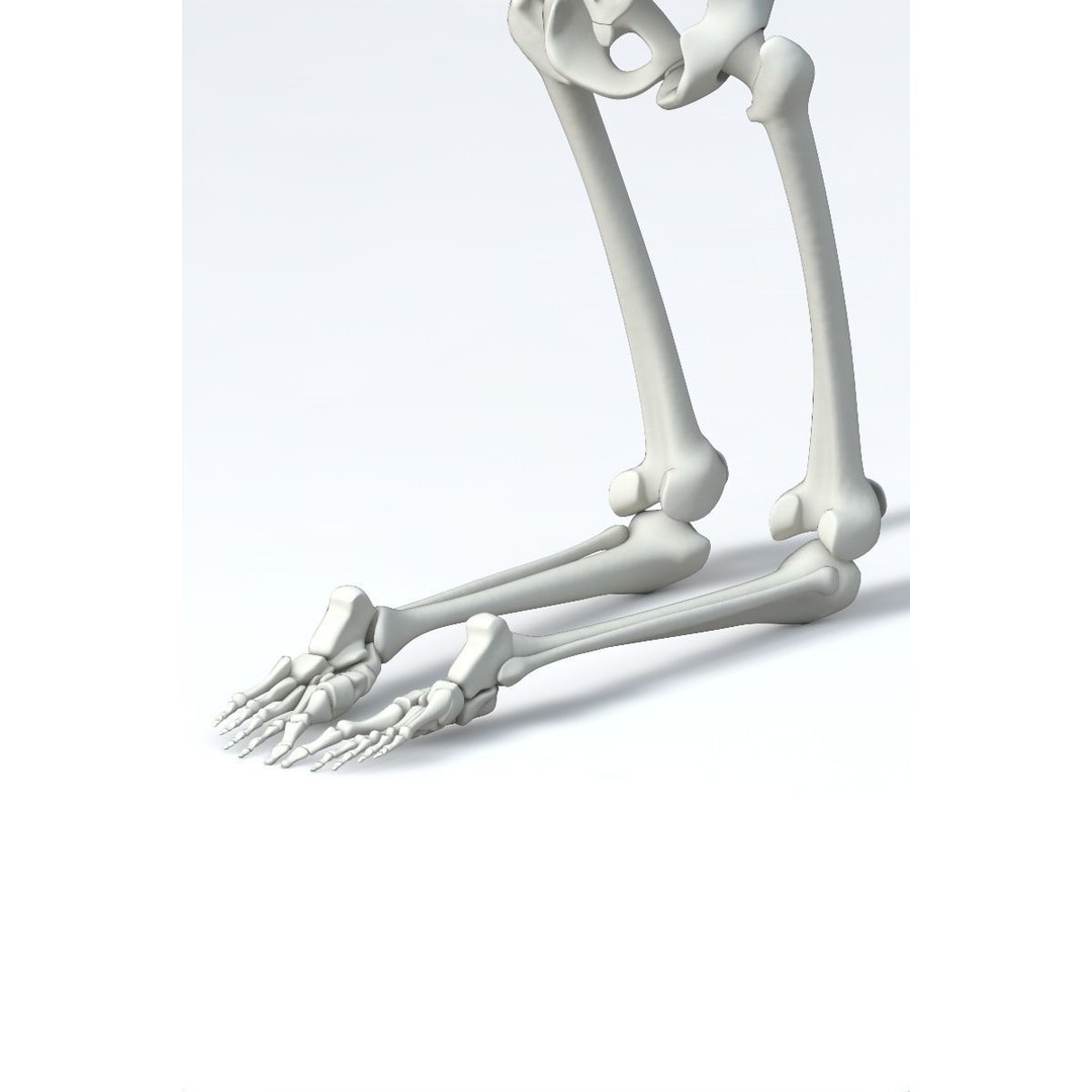 Human Skeleton 3D Model – Low Poly Character Anatomy, FBX - View 15