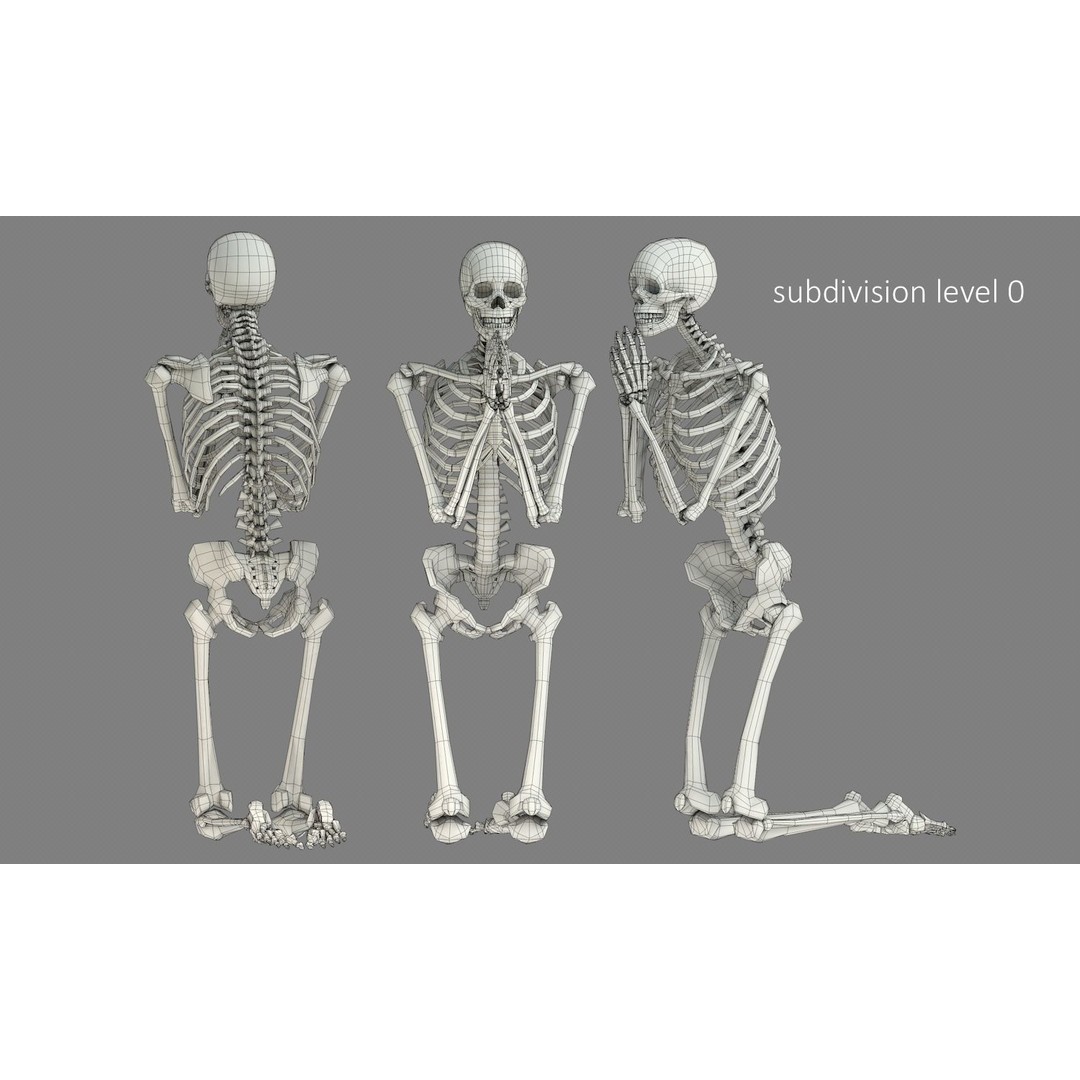 Human Skeleton 3D Model – Low Poly Character Anatomy, FBX - View 16