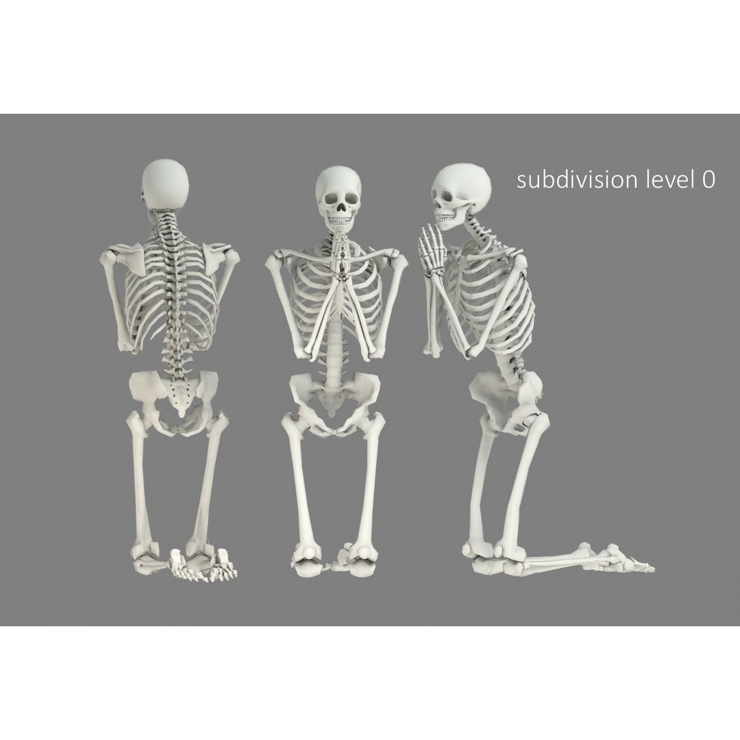 Human Skeleton 3D Model – Low Poly Character Anatomy, FBX - View 17