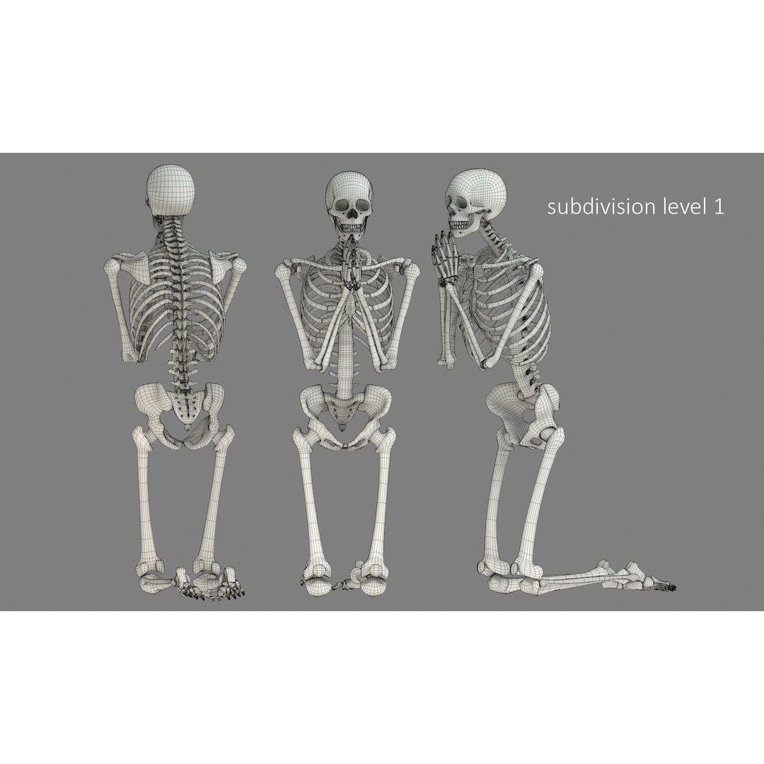 Human Skeleton 3D Model – Low Poly Character Anatomy, FBX - View 18
