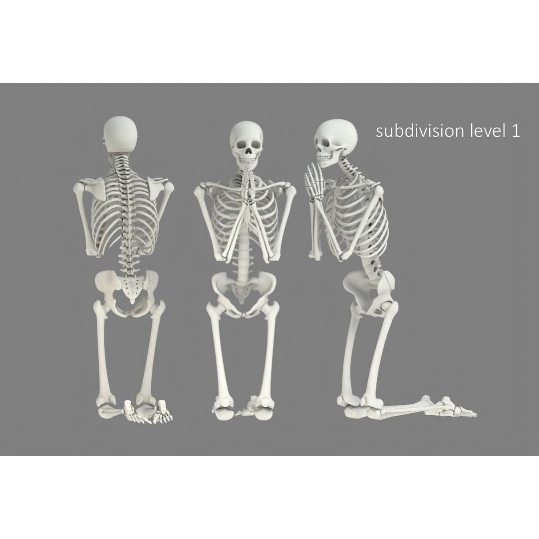 Human Skeleton 3D Model – Low Poly Character Anatomy, FBX - View 19