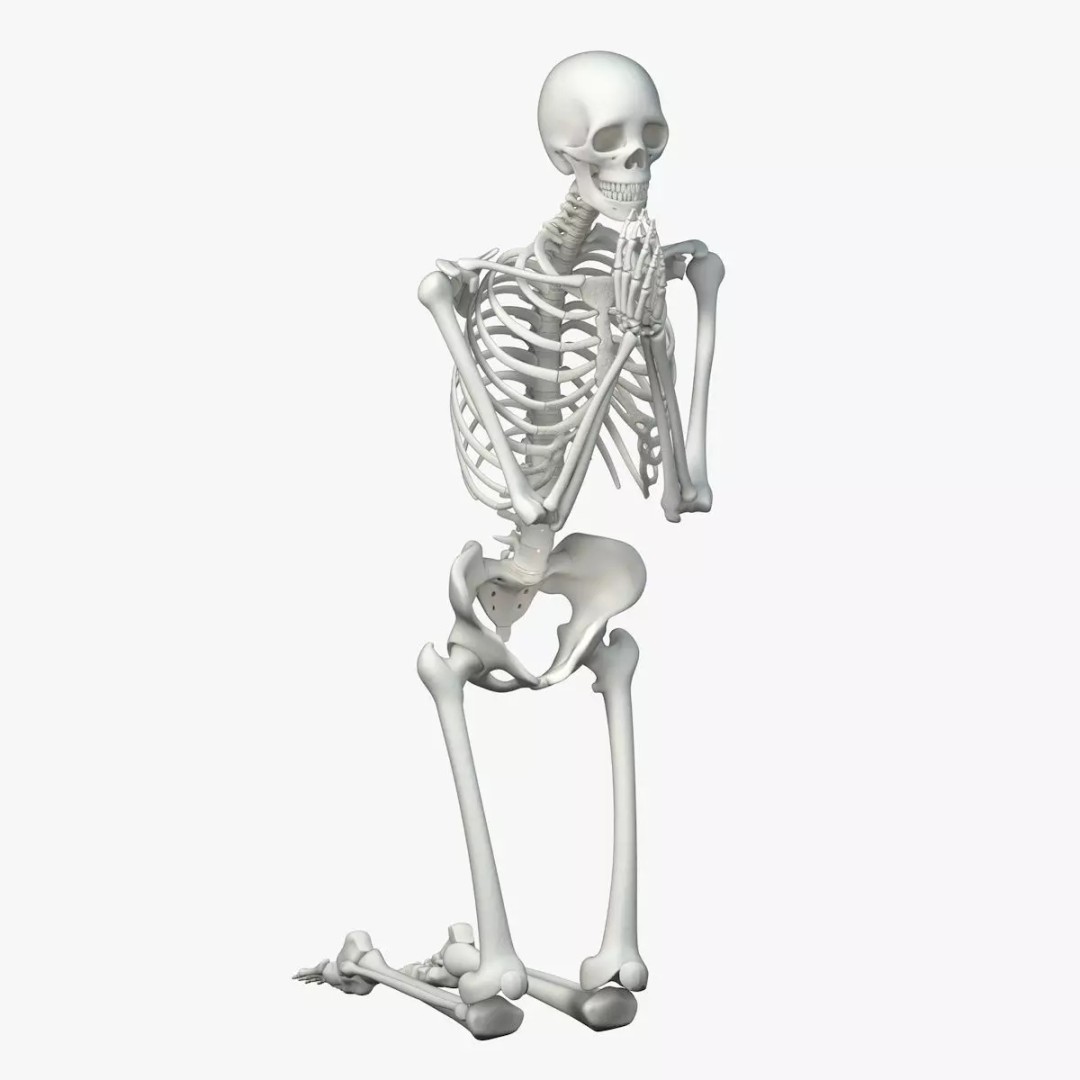 Human Skeleton 3D Model – Low Poly Character Anatomy, FBX - View 2