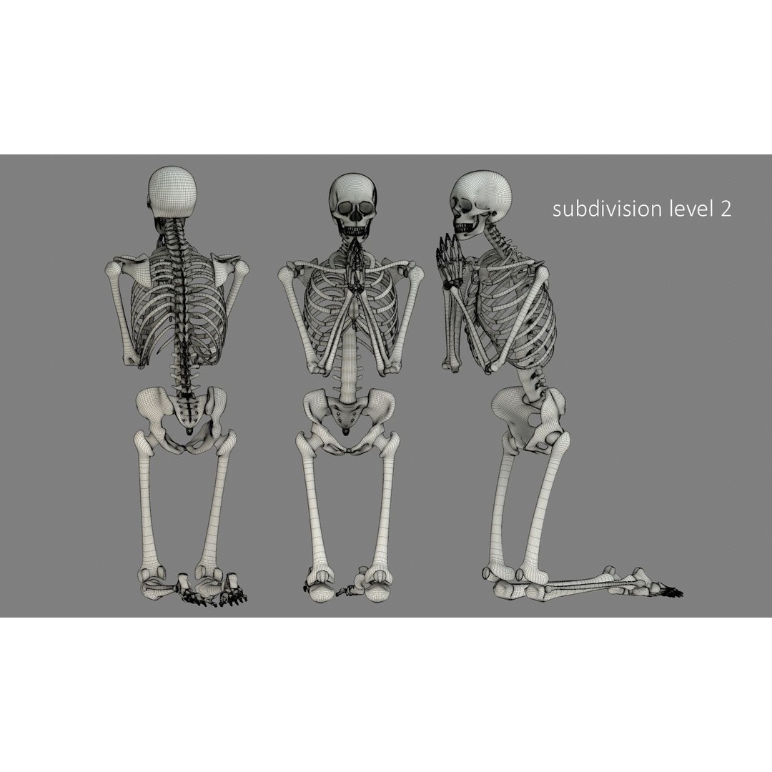 Human Skeleton 3D Model – Low Poly Character Anatomy, FBX - View 20