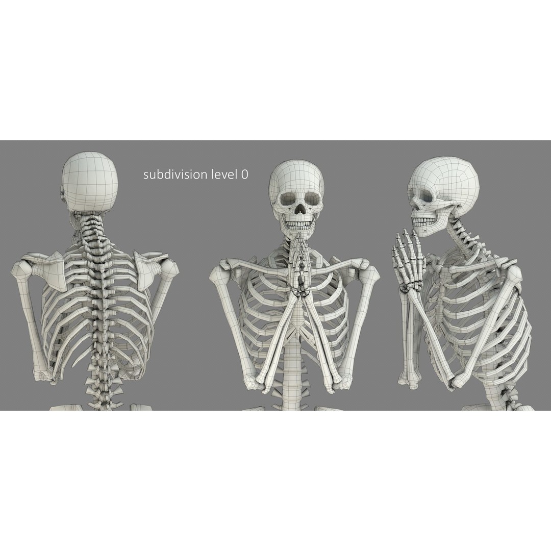 Human Skeleton 3D Model – Low Poly Character Anatomy, FBX - View 22