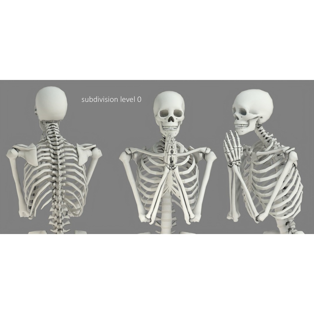 Human Skeleton 3D Model – Low Poly Character Anatomy, FBX - View 23