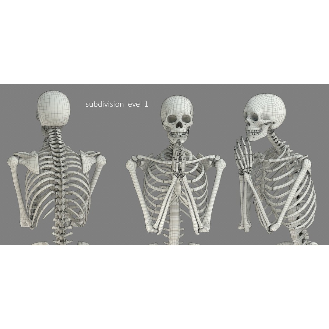 Human Skeleton 3D Model – Low Poly Character Anatomy, FBX - View 24