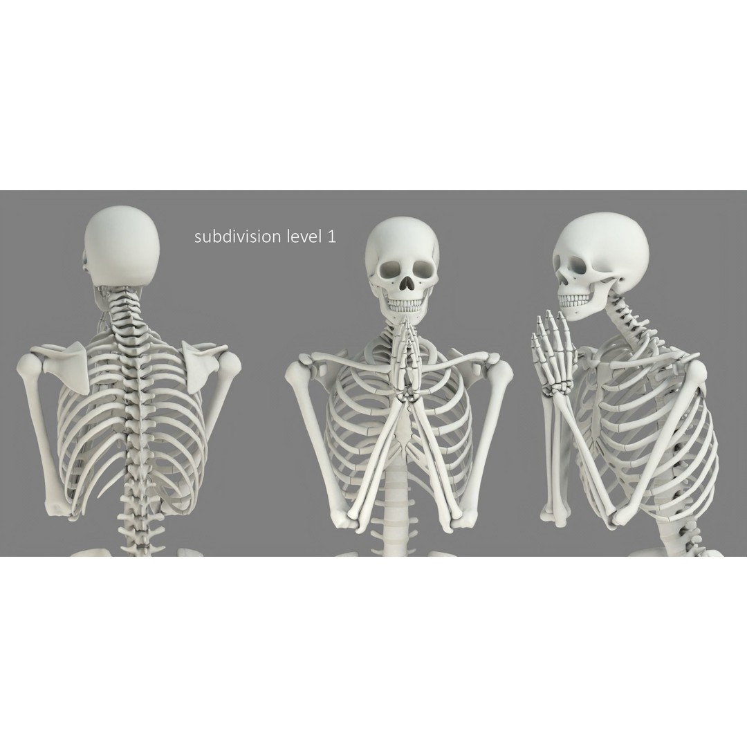 Human Skeleton 3D Model – Low Poly Character Anatomy, FBX - View 25