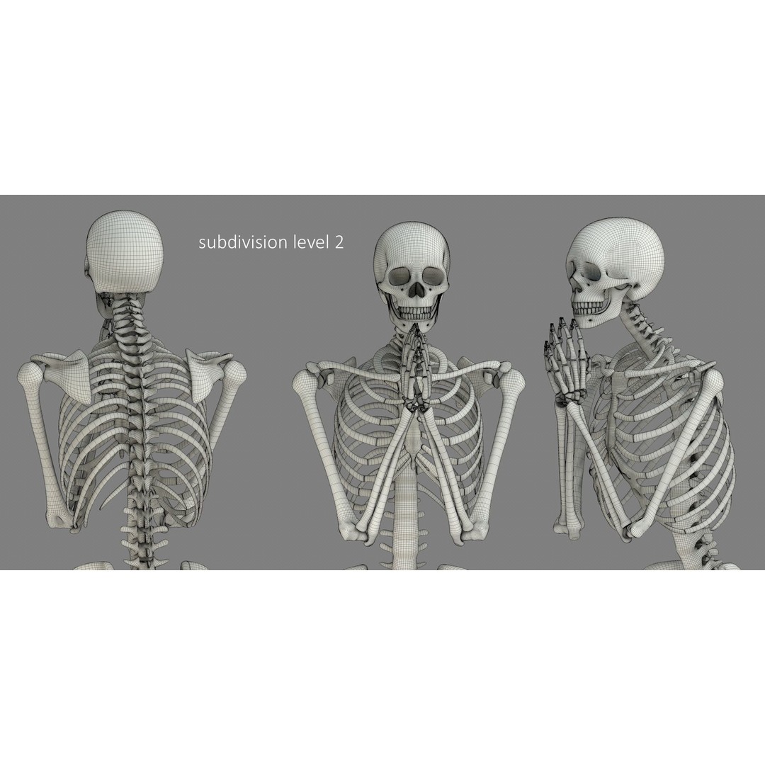 Human Skeleton 3D Model – Low Poly Character Anatomy, FBX - View 26