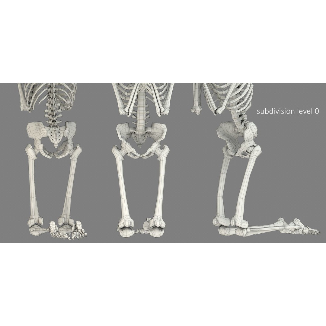 Human Skeleton 3D Model – Low Poly Character Anatomy, FBX - View 28