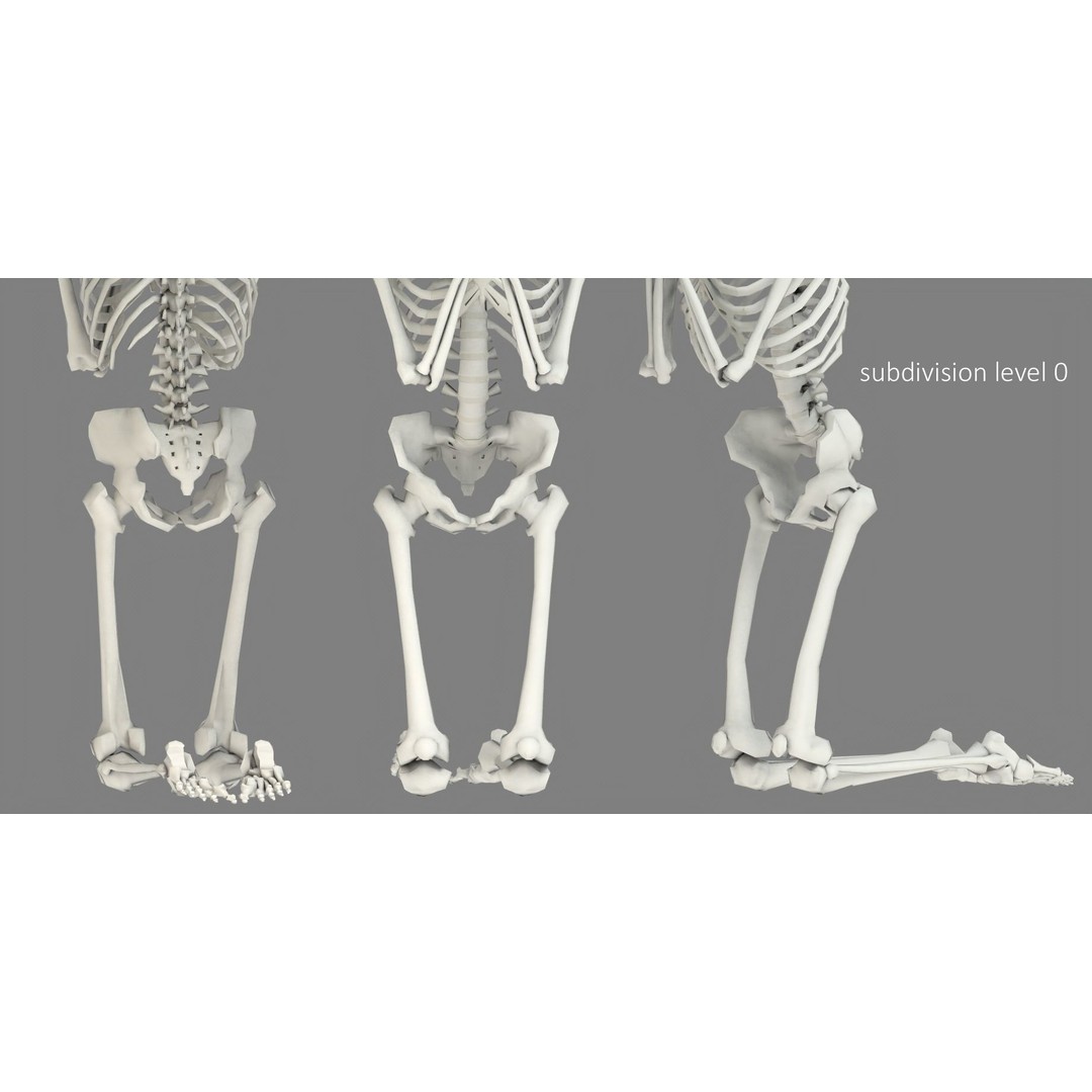 Human Skeleton 3D Model – Low Poly Character Anatomy, FBX - View 29