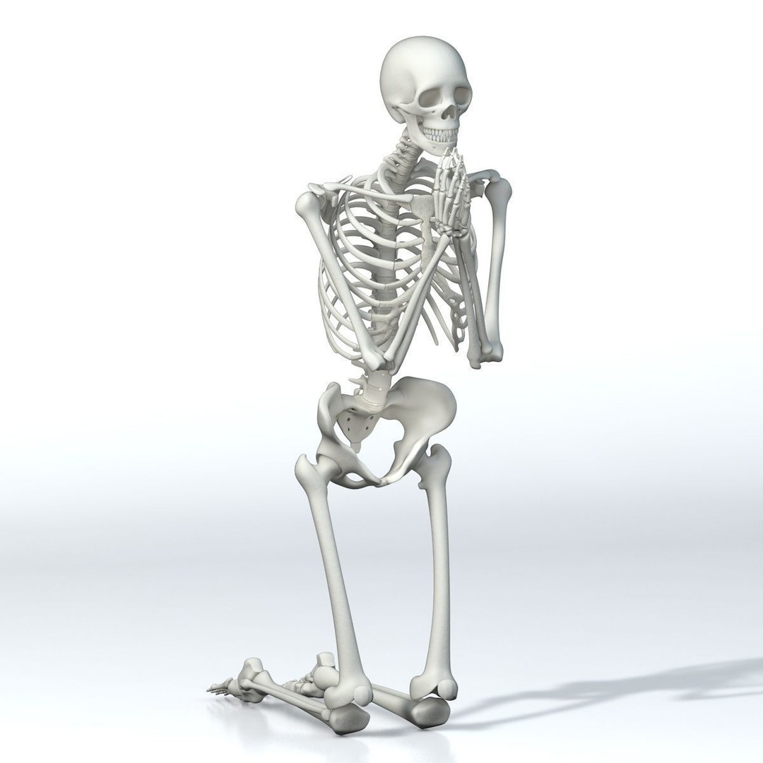 Human Skeleton 3D Model – Low Poly Character Anatomy, FBX - View 3