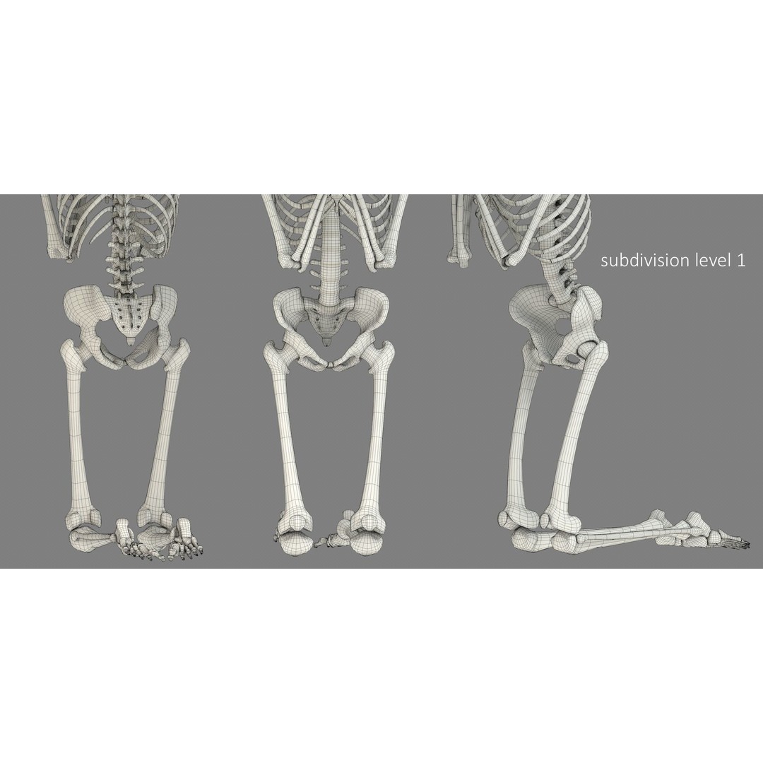 Human Skeleton 3D Model – Low Poly Character Anatomy, FBX - View 30