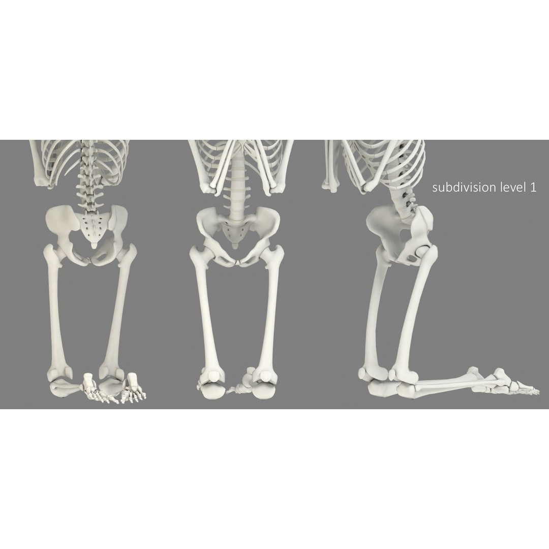 Human Skeleton 3D Model – Low Poly Character Anatomy, FBX - View 31