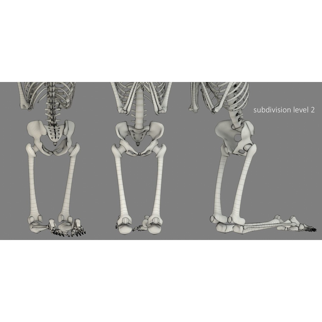 Human Skeleton 3D Model – Low Poly Character Anatomy, FBX - View 32