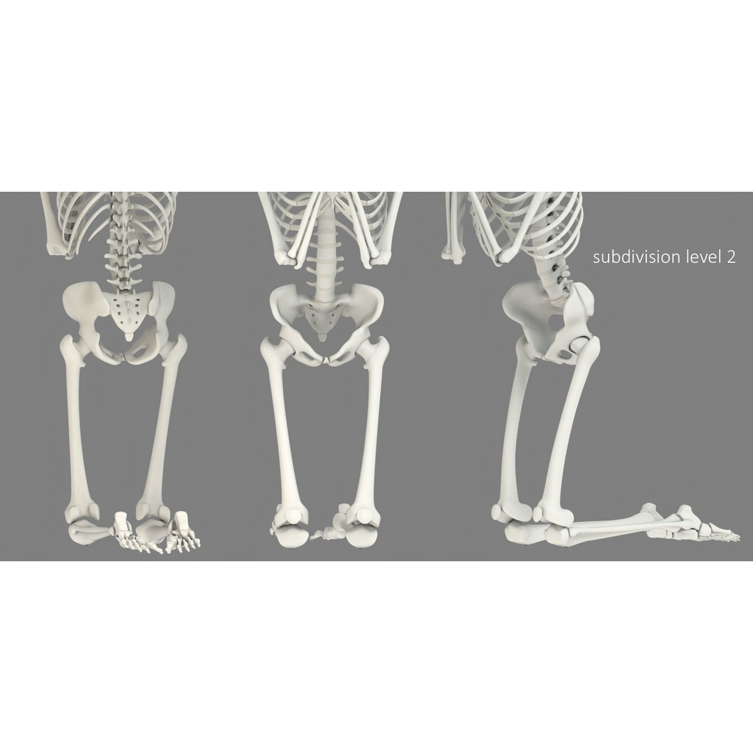 Human Skeleton 3D Model – Low Poly Character Anatomy, FBX - View 33