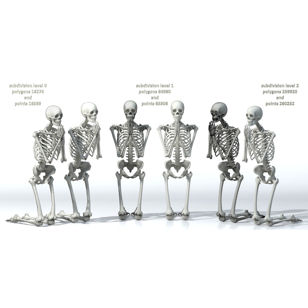 Human Skeleton 3D Model – Low Poly Character Anatomy, FBX - View 34