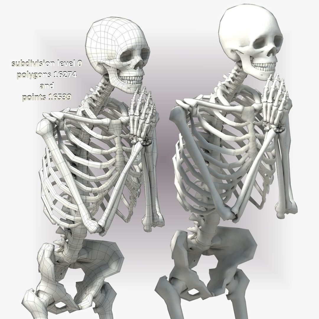 Human Skeleton 3D Model – Low Poly Character Anatomy, FBX - View 35