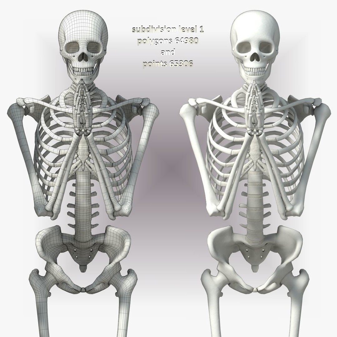 Human Skeleton 3D Model – Low Poly Character Anatomy, FBX - View 36
