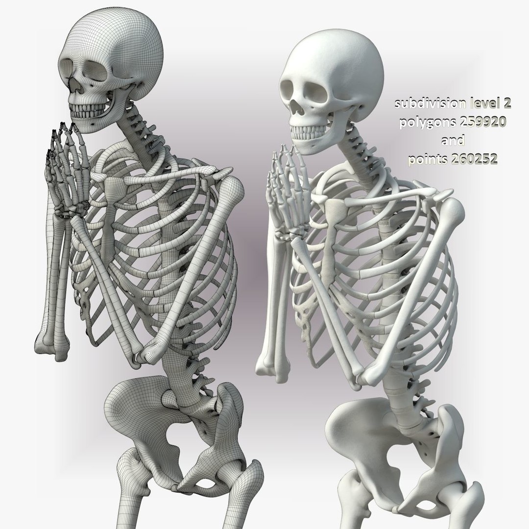 Human Skeleton 3D Model – Low Poly Character Anatomy, FBX - View 37