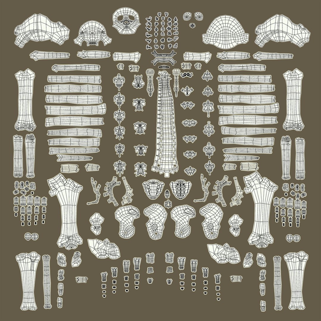 Human Skeleton 3D Model – Low Poly Character Anatomy, FBX - View 38